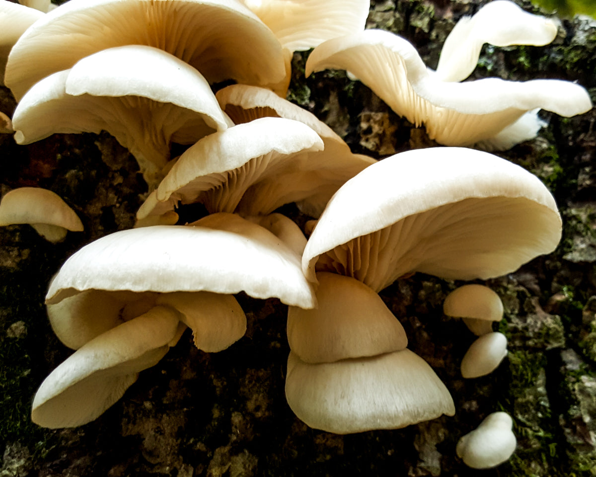 Food & Drink Options